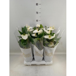 Anthurium andr. 'Cocos'