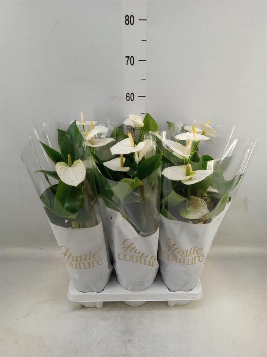 <h4>Anthurium andr. 'Cocos'</h4>