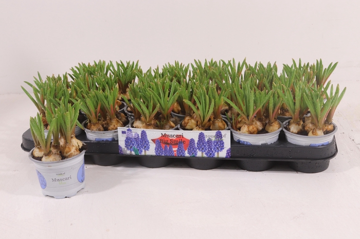 <h4>MUSCAR BIG SMILE</h4>