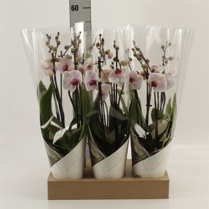 <h4>Phalaenopsis  'Ant Denver'</h4>