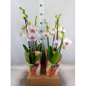 Phalaenopsis  'Bohemian Goya'