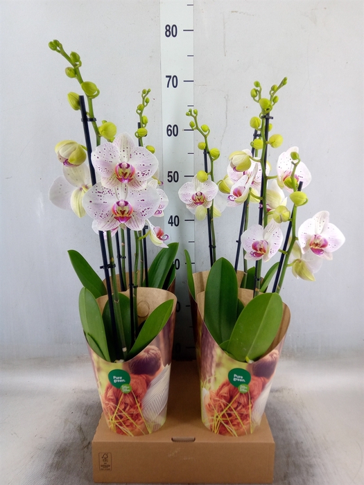<h4>Phalaenopsis  'Bohemian Goya'</h4>
