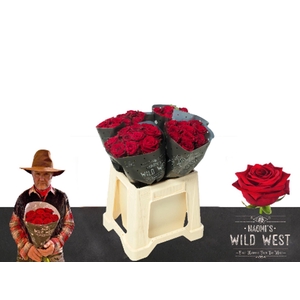 ROSA GR 'RED NAOMI'