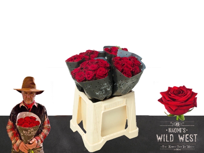 <h4>ROSA GR 'RED NAOMI'</h4>