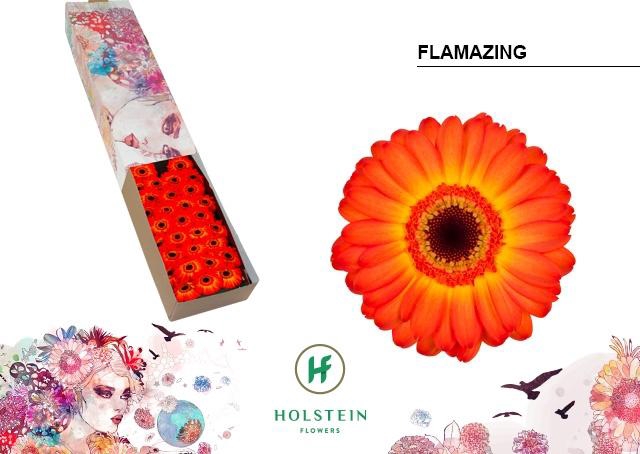 <h4>Germini Flamazing Doos</h4>