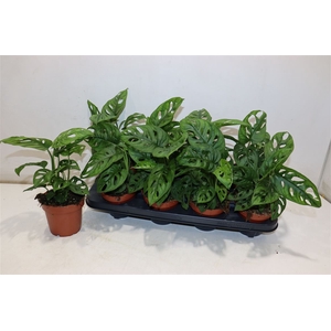 arr8 Monstera Adansonii
