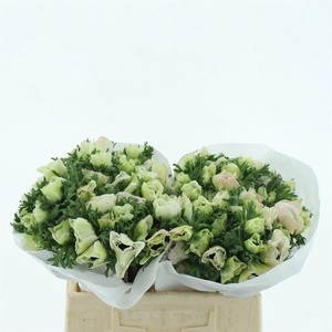 Anem Mistral White Super