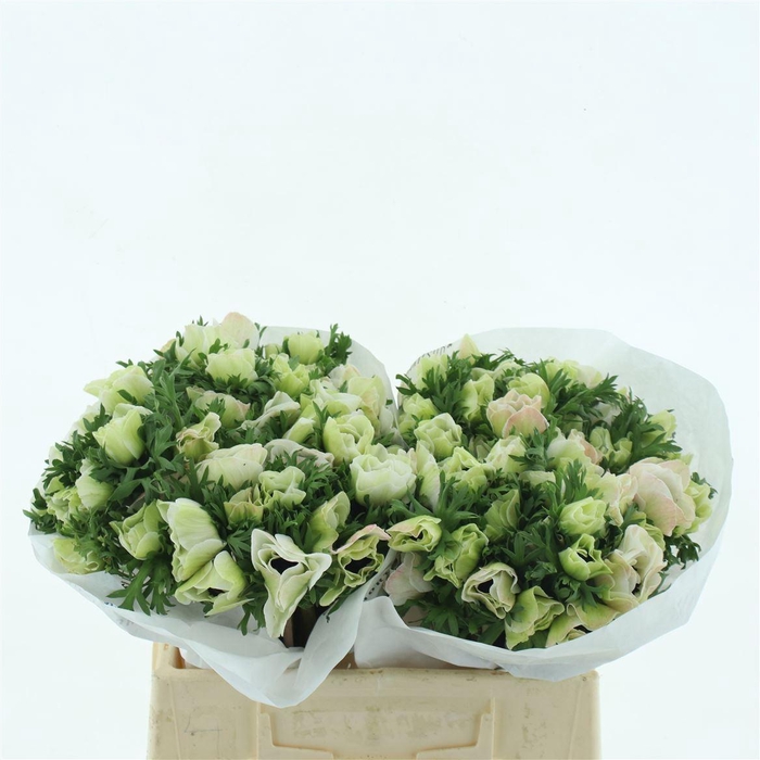 <h4>Anem Mistral White Super</h4>