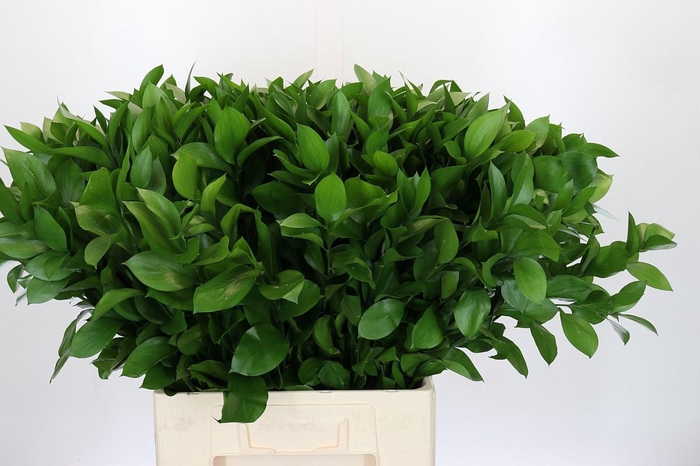 <h4>RUSCUS HYPOPHYLLUM</h4>