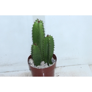 CACTUS EUPHORBIA MANDACARU P17