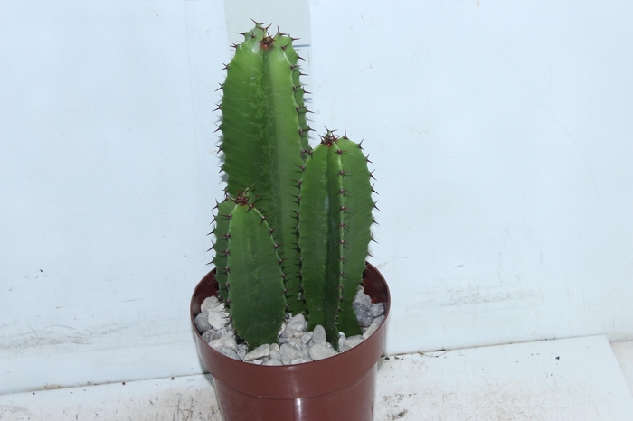 <h4>CACTUS EUPHORBIA MANDACARU P17</h4>