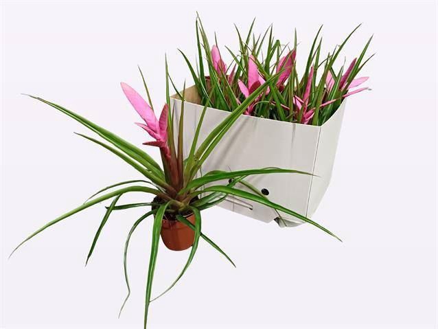 <h4>Tillandsia  'Antonio'</h4>