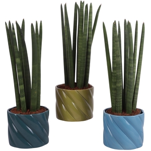 Sansevieria Cylindrica Straight 10 Leaf in Ø14cm Ceramic FB674