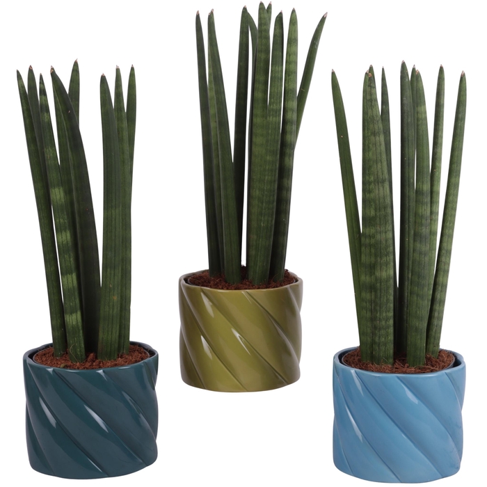 <h4>Sansevieria Cylindrica Straight 10 Leaf in Ø14cm Ceramic FB674</h4>