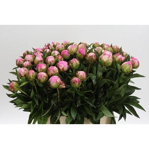 Paeonia Dr Alexander Fleming