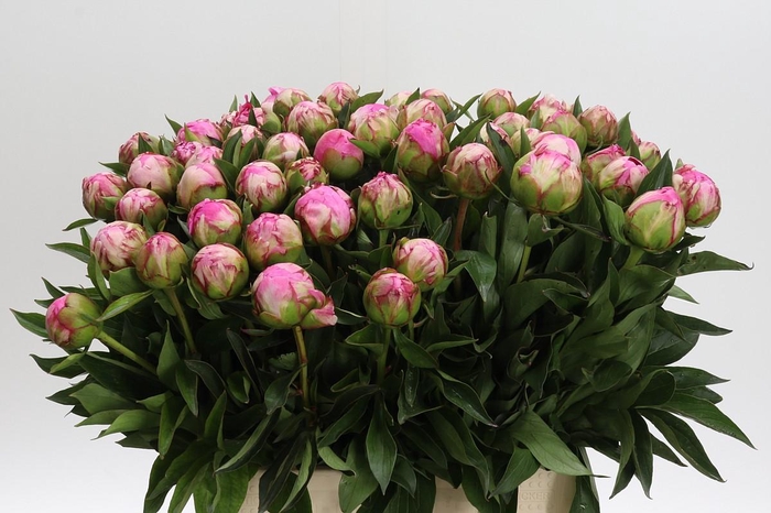 <h4>Paeonia Dr Alexander Fleming</h4>