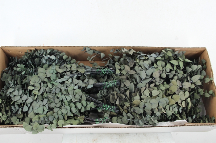 <h4>PF EUC STUART GREEN BS 50GR</h4>