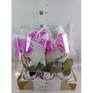Phalaenopsis   ...