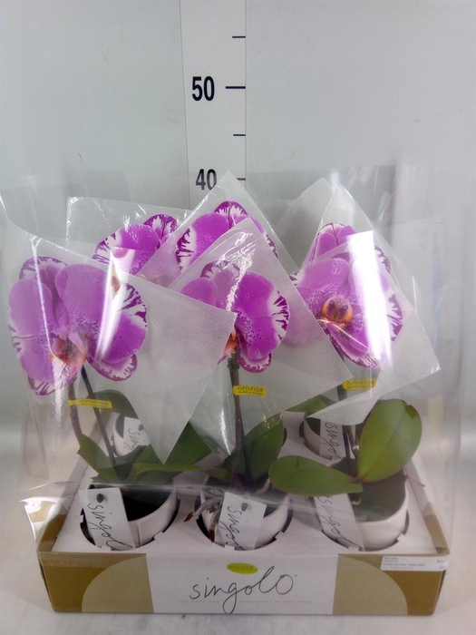 <h4>Phalaenopsis   ...</h4>