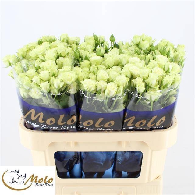 <h4>R Tr Green Glow Molo</h4>