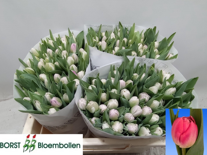 <h4>TU DU VOQUE</h4>