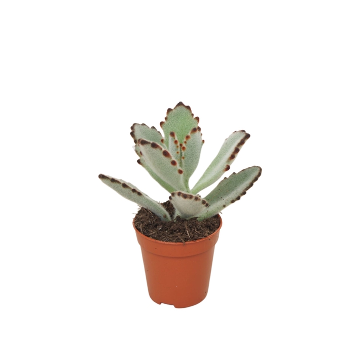 <h4>Kalanchoe tomentosa</h4>