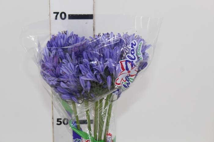 <h4>AGAPANTHUS AZUL 070 CM</h4>