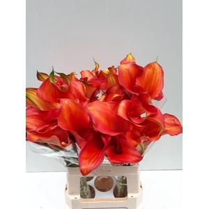 CALLA CAPTAIN ODEON ZANT CAPT ODEON