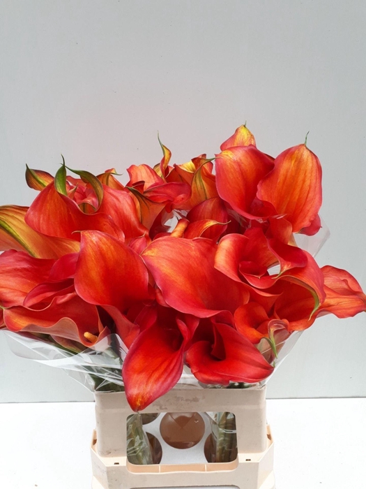 <h4>CALLA CAPTAIN ODEON ZANT CAPT ODEON</h4>