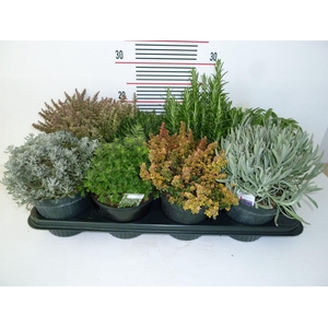 Tuinkruiden   ...mix