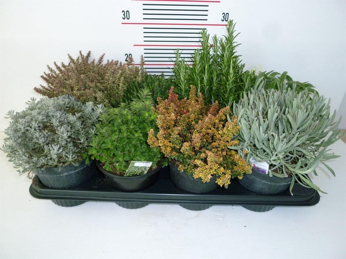 <h4>Tuinkruiden   ...mix</h4>