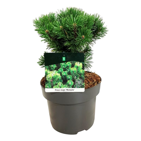 <h4>Pinus mugo 'Mumpitz'</h4>