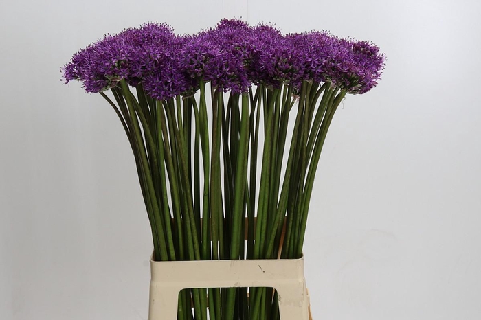 <h4>Allium Gladiator</h4>