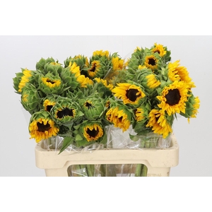 Helianthus Orange Fire