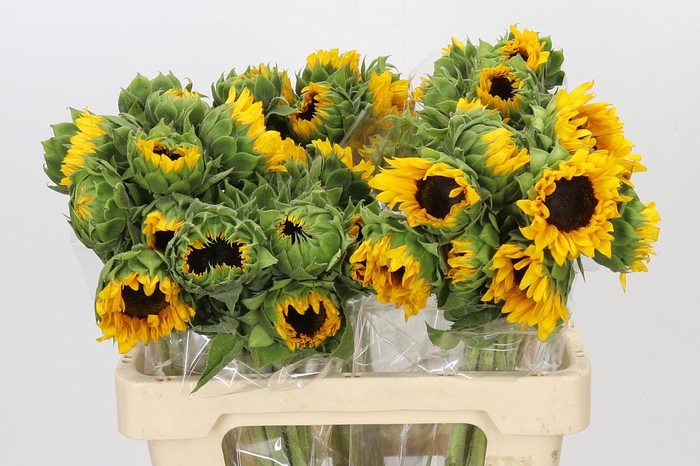 Helianthus Orange Fire