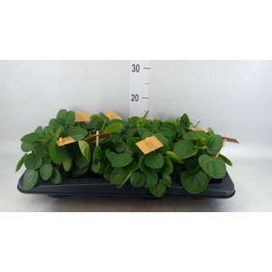 Peperomia albov. 'Rana Verde'