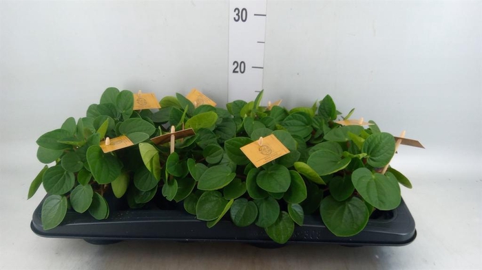 <h4>Peperomia albov. 'Rana Verde'</h4>