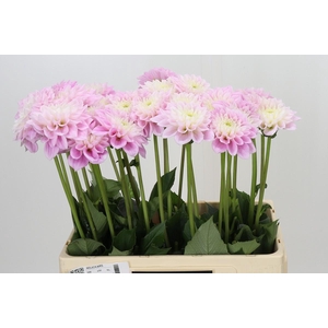 Dahlia Sweet Love