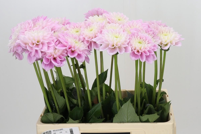<h4>Dahlia Sweet Love</h4>