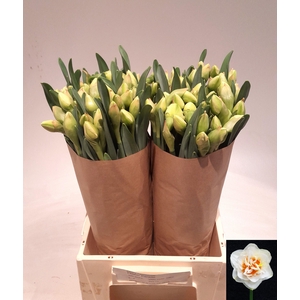 NARC DU PN FL PARADE