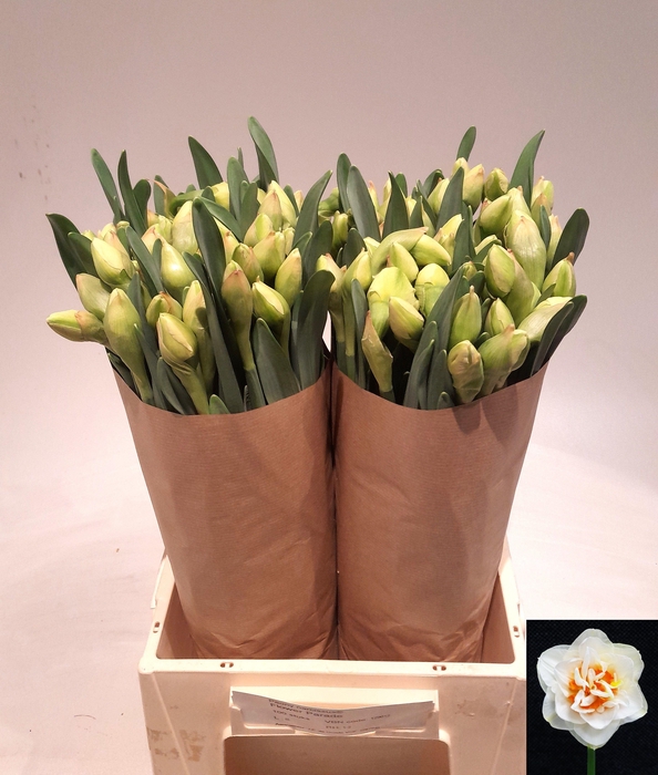 <h4>NARC DU PN FL PARADE</h4>