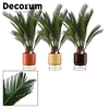 Cycas revoluta 14 cm, 10+ veren in Emma (Nature Love-collection)