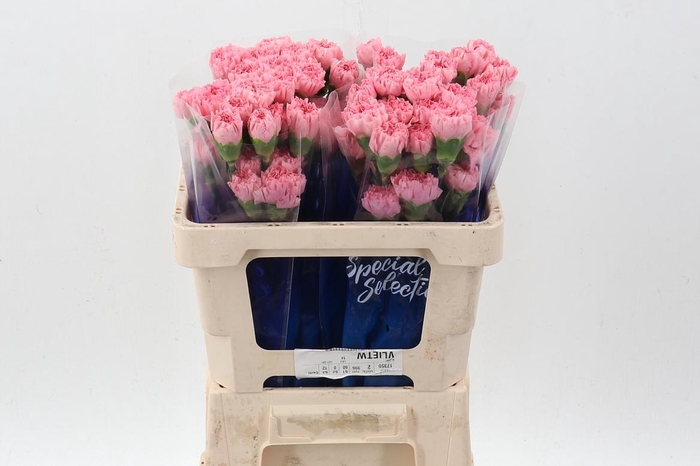 <h4>Di St Verona Hi 50cm</h4>
