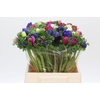 Anemone Mistral Plus Rainbow Mix