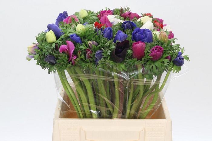 Anemone Mistral Plus Rainbow Mix