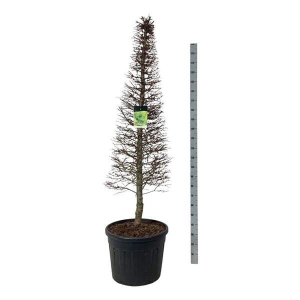 <h4>Larix kaempferi</h4>