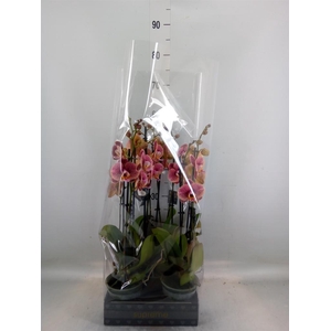 Phalaenopsis   ...rose