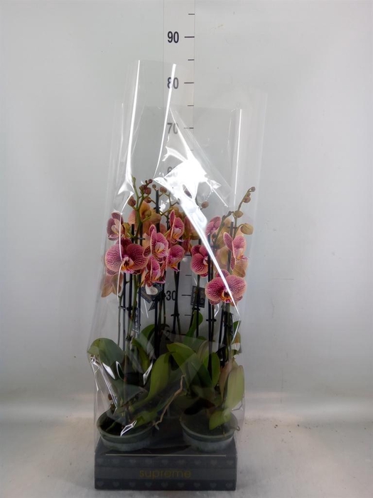 <h4>Phalaenopsis   ...rose</h4>