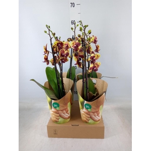 Phalaenopsis   ...yellow