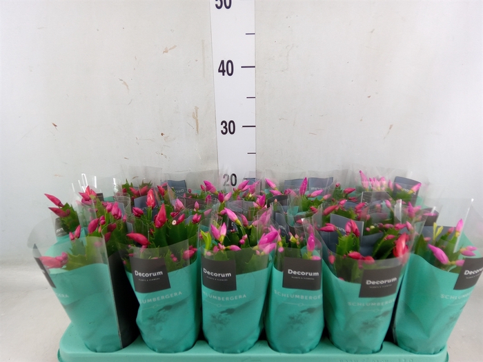 <h4>Schlumbergera   ...mix 4</h4>